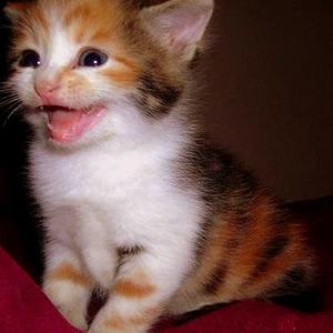 Meet your Posher, Carolene